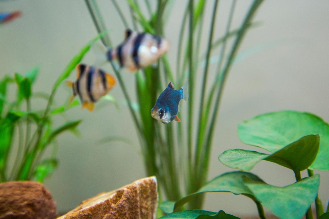 B&B Aquarium San Benedetto del Tronto Extérieur photo